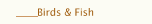 Birds & Fish
